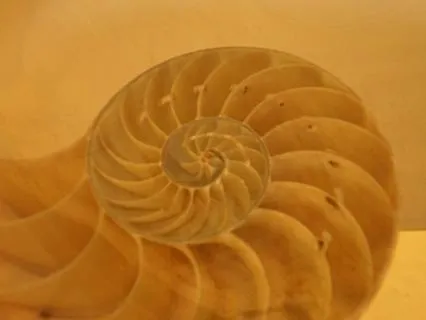 Daily Message & Reiki Flow - The Medecine Wheel