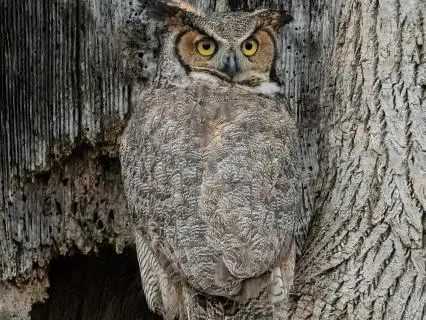 Daily Message & Reiki Flow - The Owl