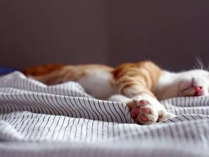 Daily Message & Reiki Flow - Time For A Nap