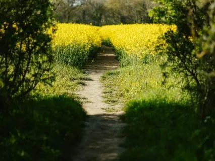 Daily Message & Reiki Flow - Unmarked Trail