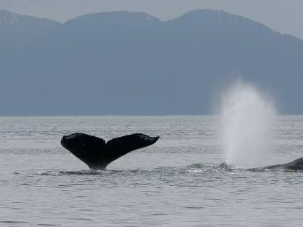 Daily Message & Reiki Flow - Whalesong