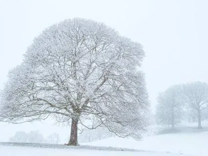 Daily Message & Reiki Flow - Winter's Dream