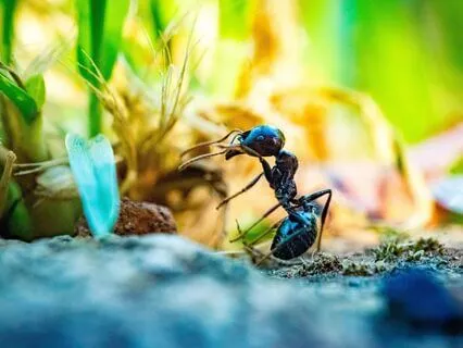 Daily Message: The Spirit Of Ant