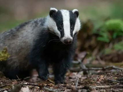 Daily Message: The Spirit Of Badger