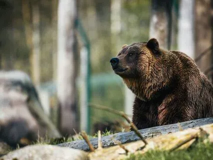 Daily Message: The Spirit Of Bear