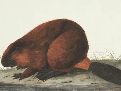 Daily Message: The Spirit Of Beaver