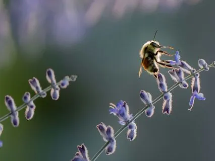 Daily Message: The Spirit Of Bees