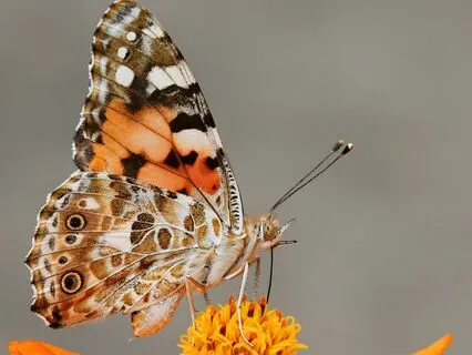 Daily Message: The Spirit Of Butterfly
