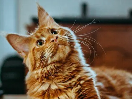 Daily Message: The Spirit Of Cat