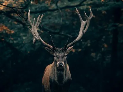 Daily Message: The Spirit Of Deer