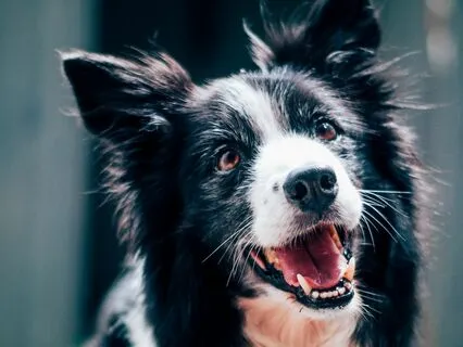 Daily Message: The Spirit Of Dog