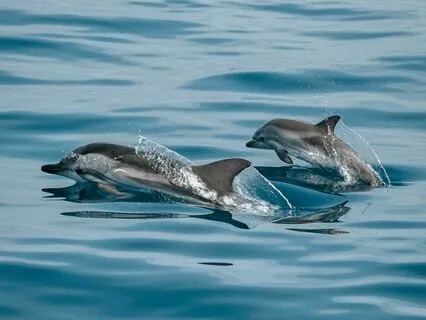 Daily Message: The Spirit Of Dolphins