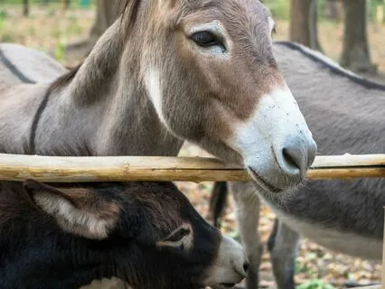 Daily Message: The Spirit Of Donkey