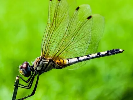 Daily Message: The Spirit Of Dragonfly