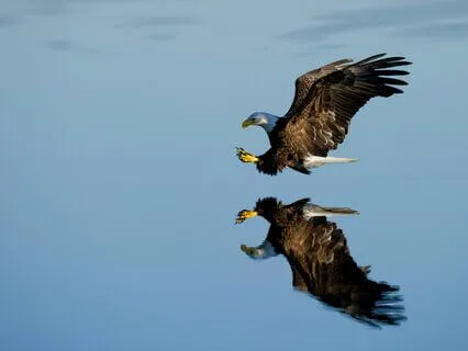 Daily Message: The Spirit Of Eagle