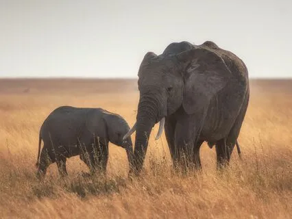 Daily Message: The Spirit Of Elephant