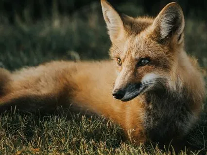 Daily Message: The Spirit Of Fox