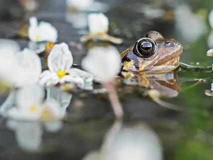 Daily Message: The Spirit Of Frog