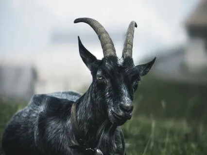 Daily Message: The Spirit Of Goat