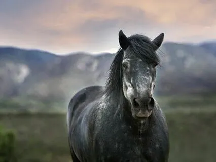 Daily Message: The Spirit Of Horse