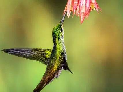 Daily Message: The Spirit Of Hummingbird