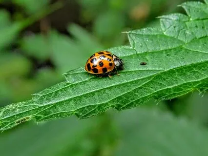Daily Message: The Spirit Of Ladybug