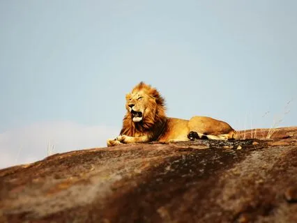 Daily Message: The Spirit Of Lion