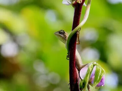 Daily Message: The Spirit Of Lizard