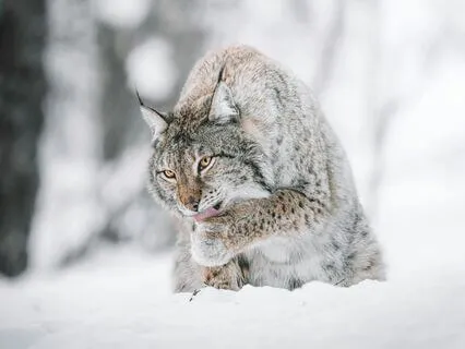 Daily Message: The Spirit Of Lynx