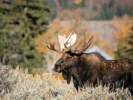 Daily Message: The Spirit Of Moose