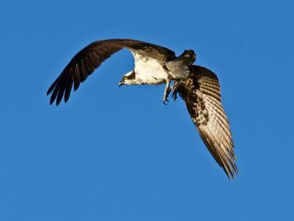 Daily Message: The Spirit Of Osprey