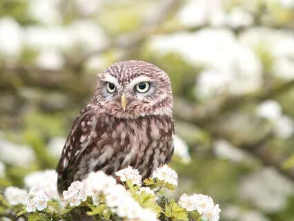 Daily Message: The Spirit Of Owl