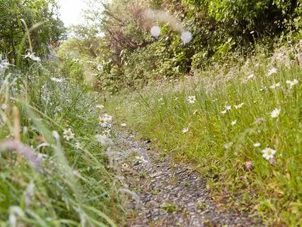 Daily Message: The Spirit Of Pig