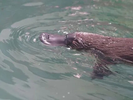 Daily Message: The Spirit Of Platypus