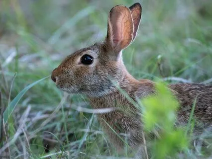 Daily Message: The Spirit Of Rabbit