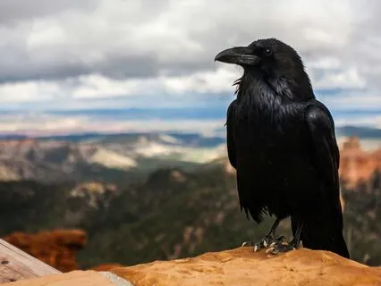 Daily Message: The Spirit Of Raven