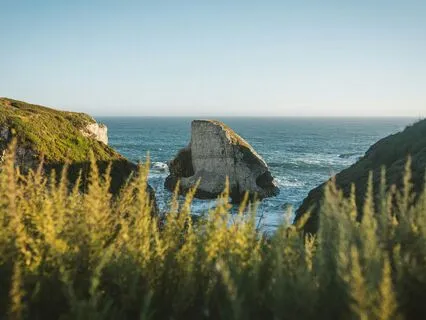 Daily Message: The Spirit Of Shark