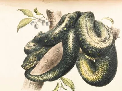 Daily Message: The Spirit Of Snake