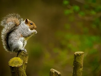 Daily Message: The Spirit Of Squirrel