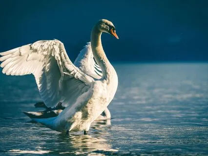 Daily Message: The Spirit Of Swan