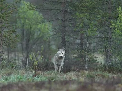 Daily Message: The Spirit Of The Wolf