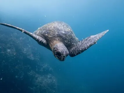 Daily Message: The Spirit Of Turtle