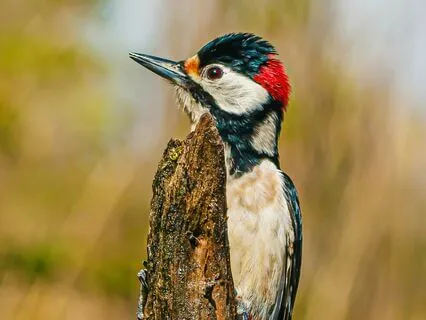 Daily Message: The Spirit Of Woodpecker