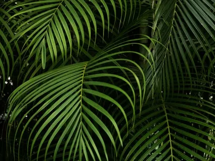 Daily MIDL Mindfulness Of Breathing 45min