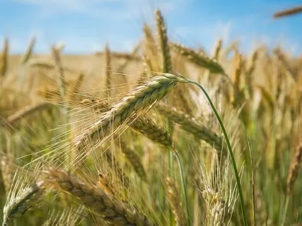 Daily MIDL Mindfulness Of Breathing 60min