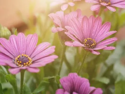 Daily Morning Gratitude Ritual