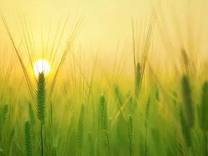 Daily Morning Gratitude