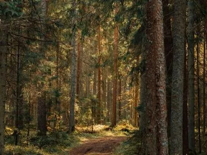 Daily Morning Meditation For Anxiety And Grounding