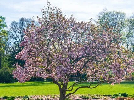 Daily Morning Prayer