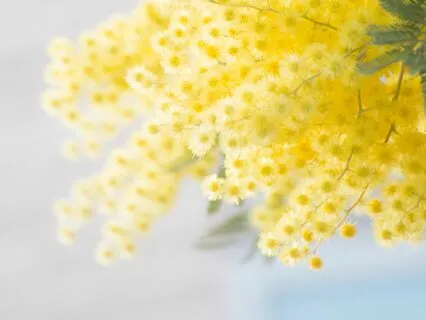 19 Minute Daily Morning Renewal Breathwork & Meditation